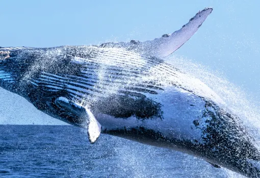 Baleine casse-cou