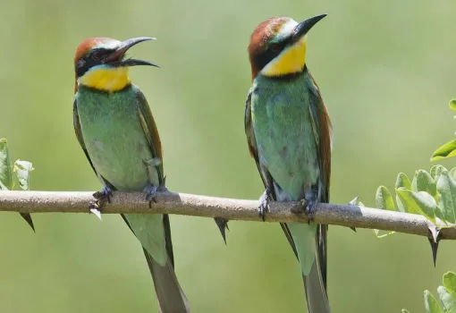 Le chant des oiseaux