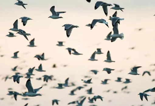 Vol d'oiseaux