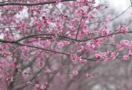 Le printemps