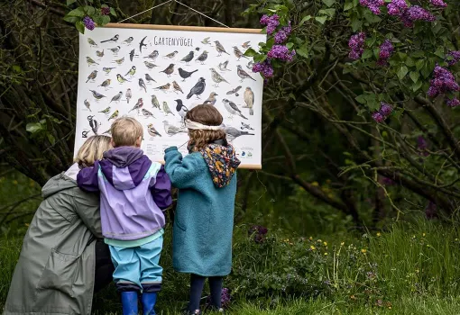 Vox Box les oiseaux