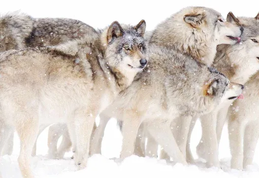 Meute de loups