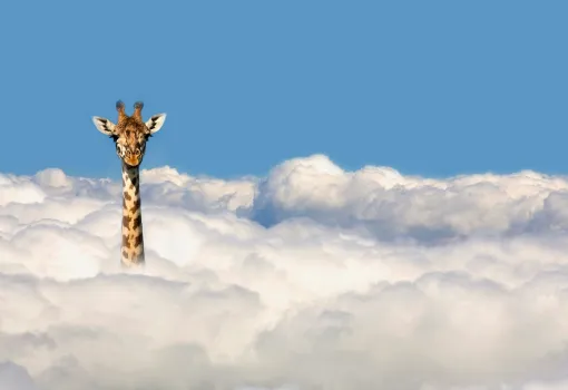 Girafe