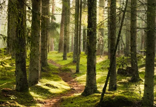 Nature 