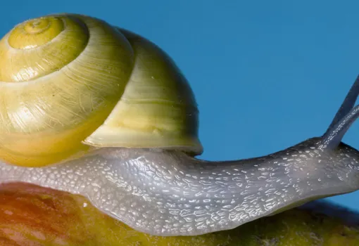 Visuel Pomme escargot 2