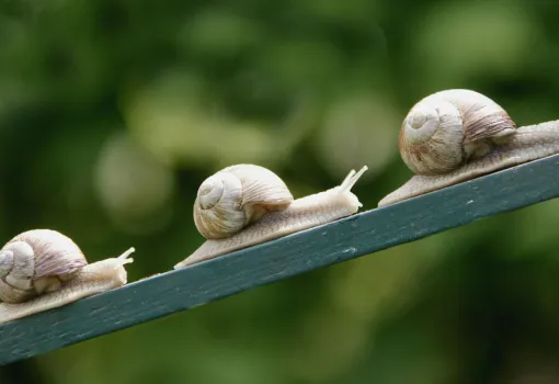 Visuel escargots