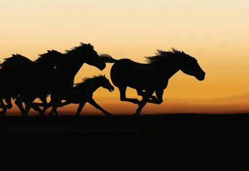 Galop infernal image