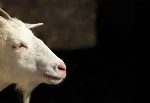 Bouc
