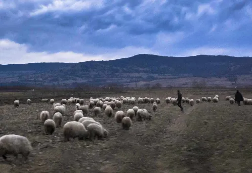 troupeau de moutons
