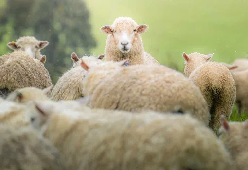 Troupeau de moutons