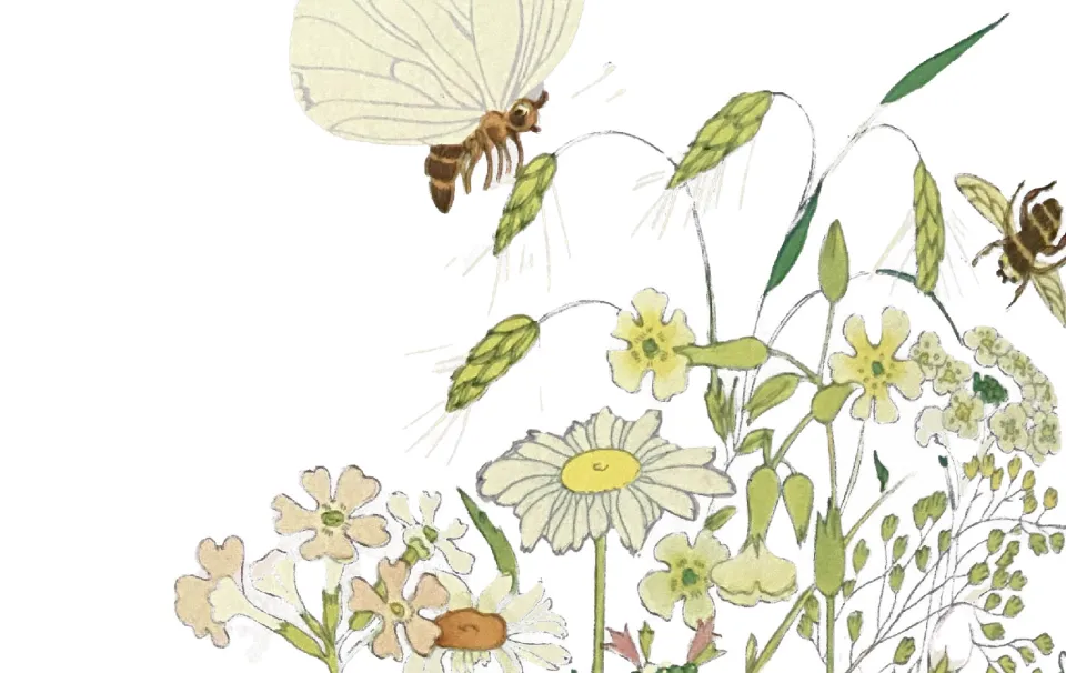 cycle nature et vivant - Illustration : DR