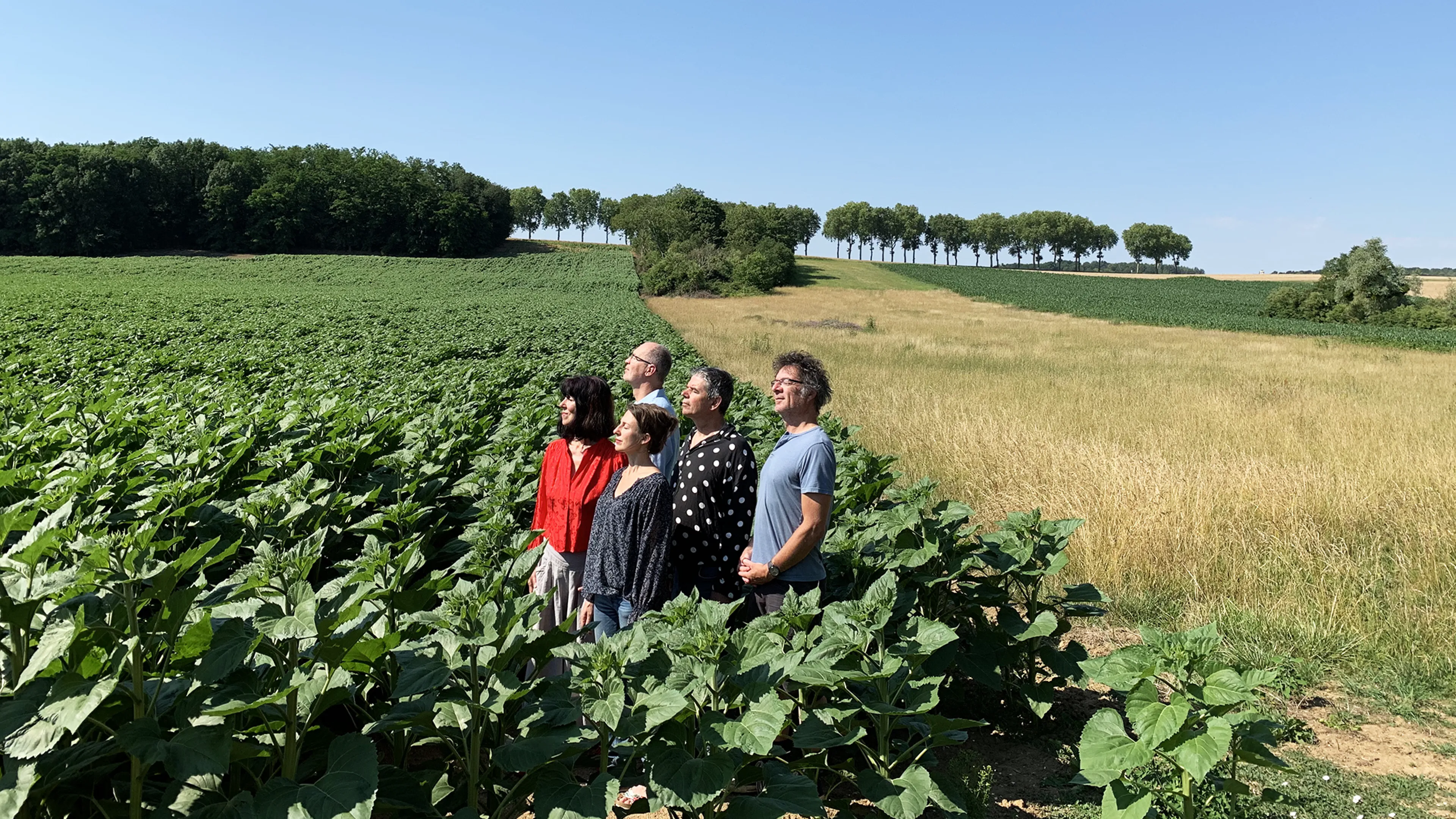 Quintet-la-banquise-dans-les-champs