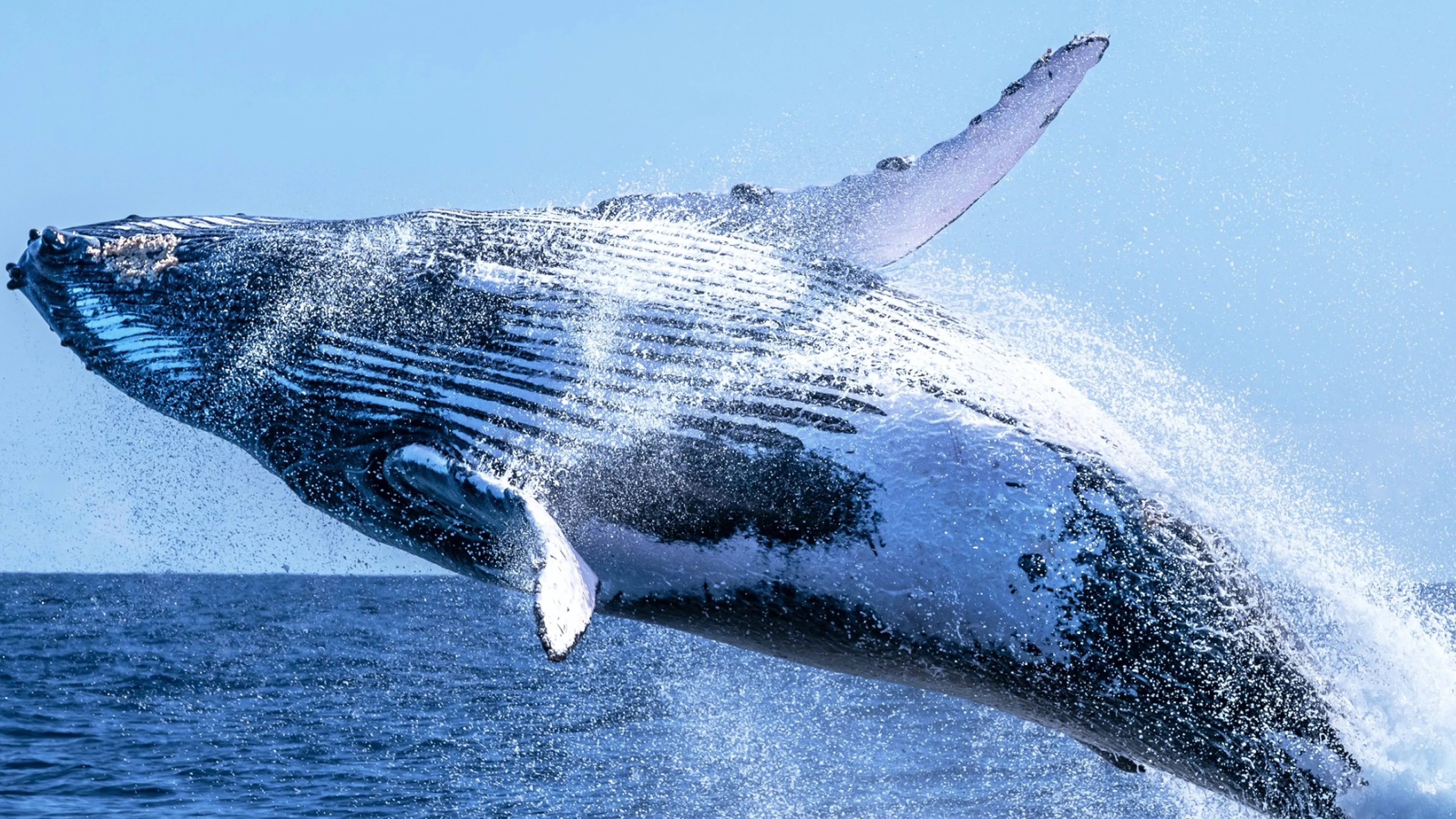 Baleine casse-cou