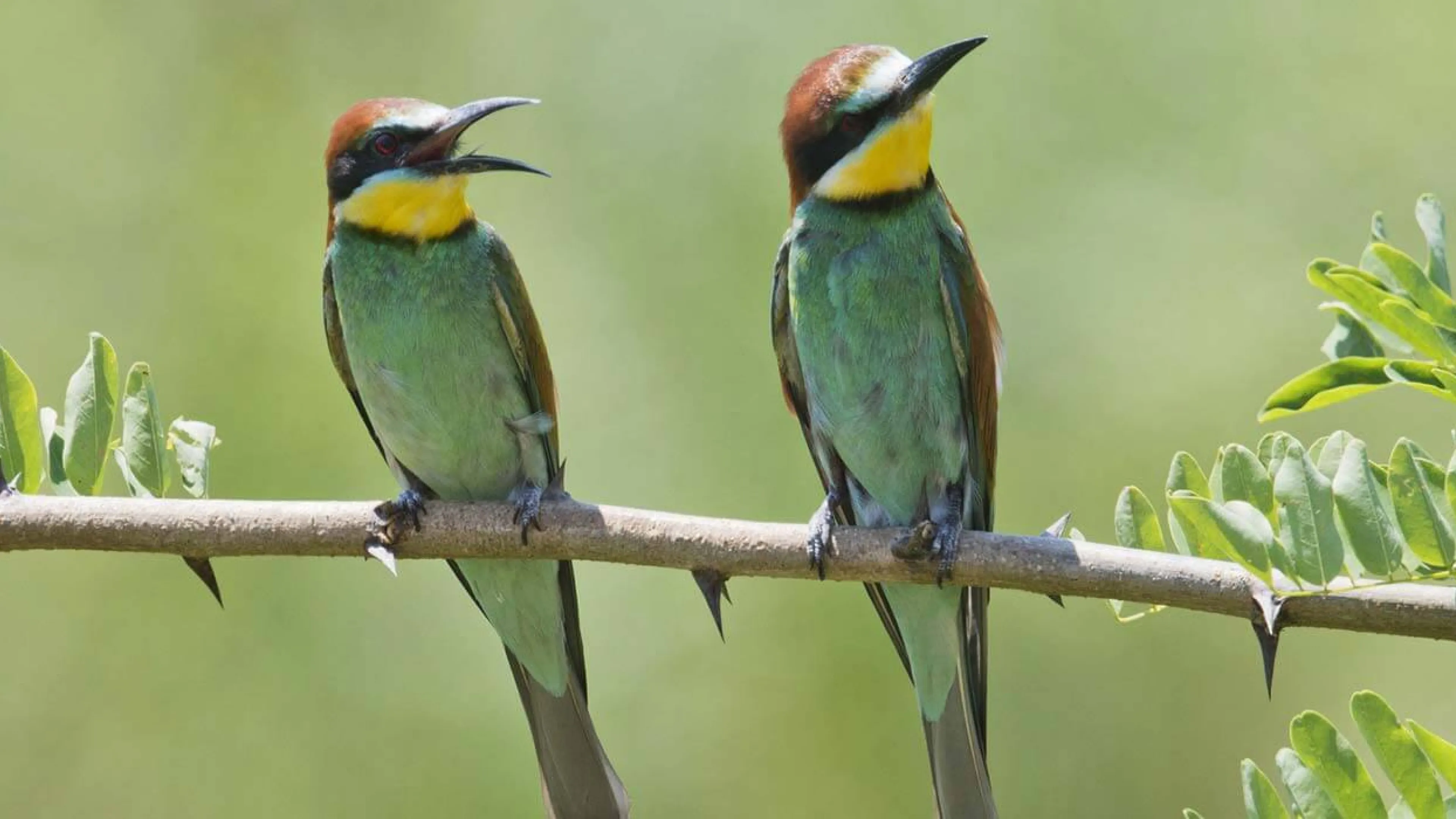 Le chant des oiseaux. Photo Getty 2021 Le chant des oiseaux