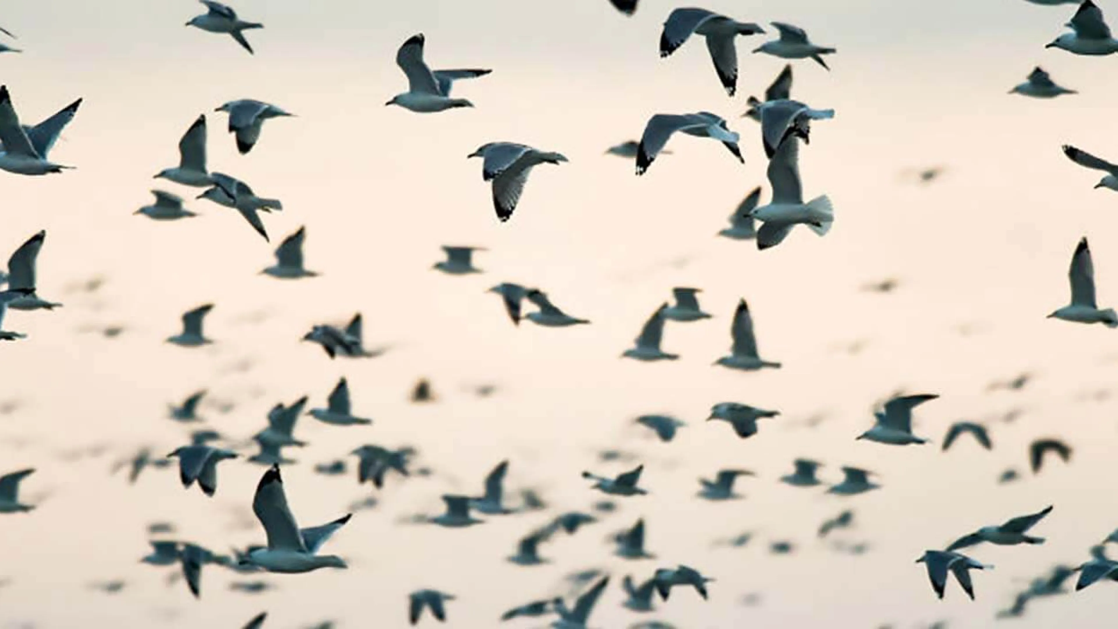 Vol d'oiseaux. Photo : Getty 2021 Vol d'oiseaux