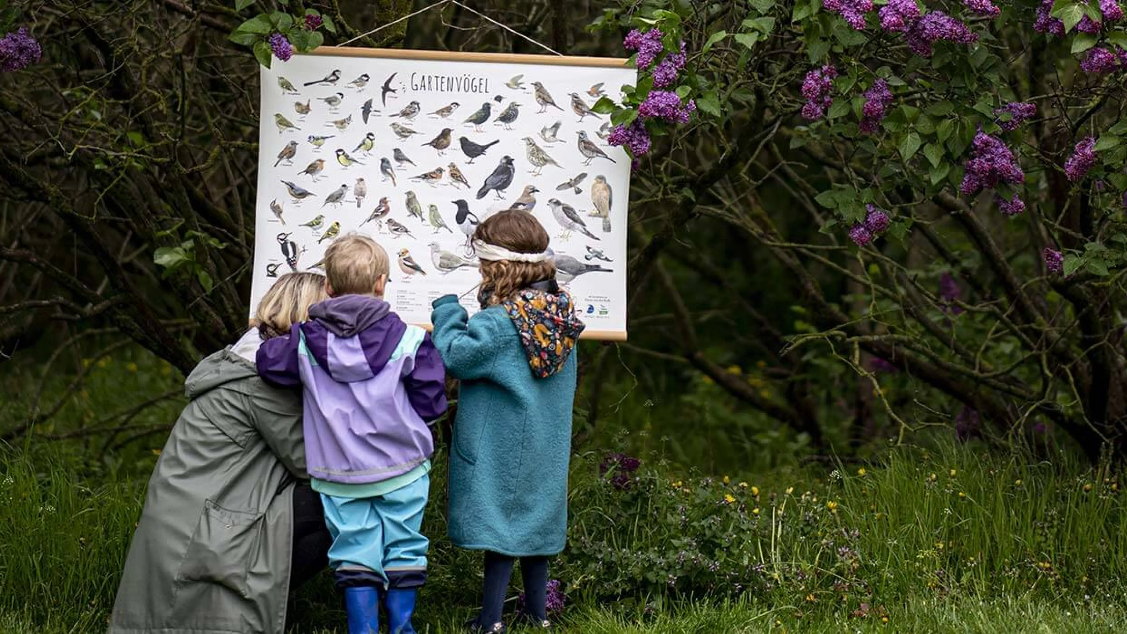 Vox Box les oiseaux