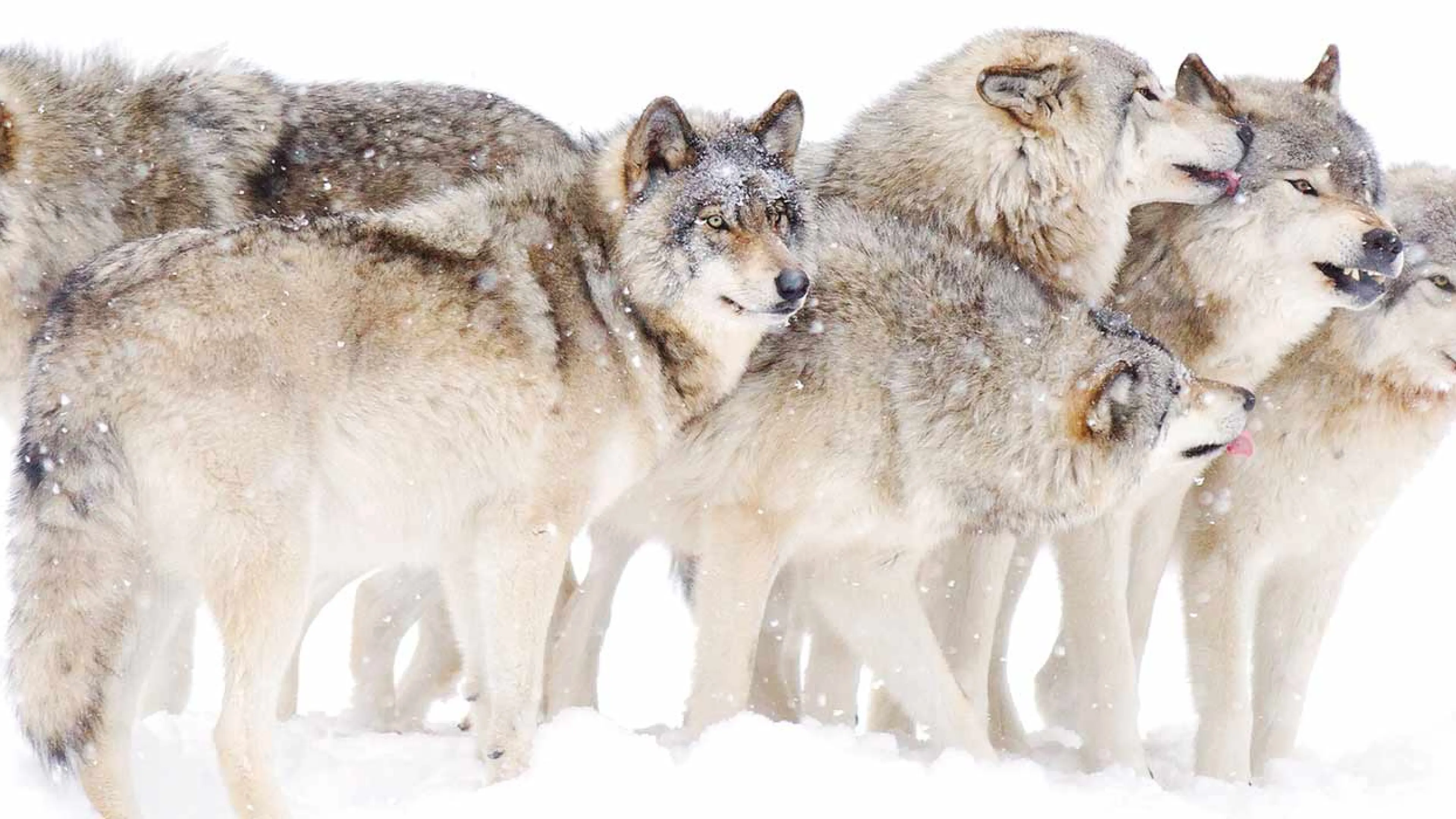Photo : Getty 2022 Meute de loups