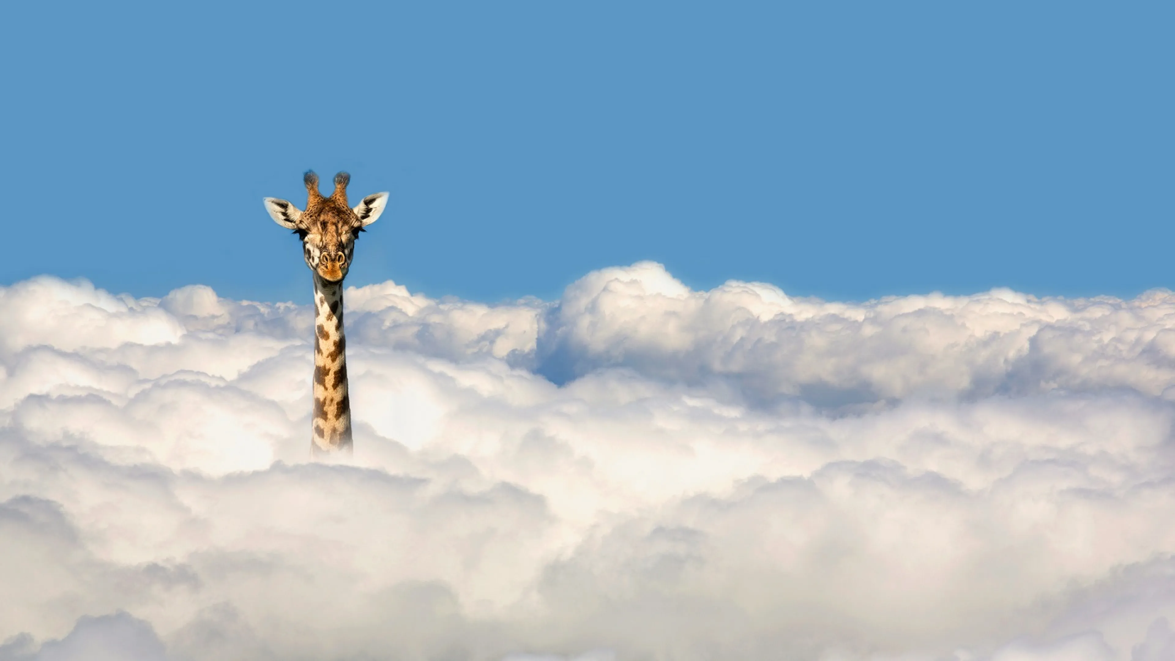 Girafe -Getty 2023 Girafe