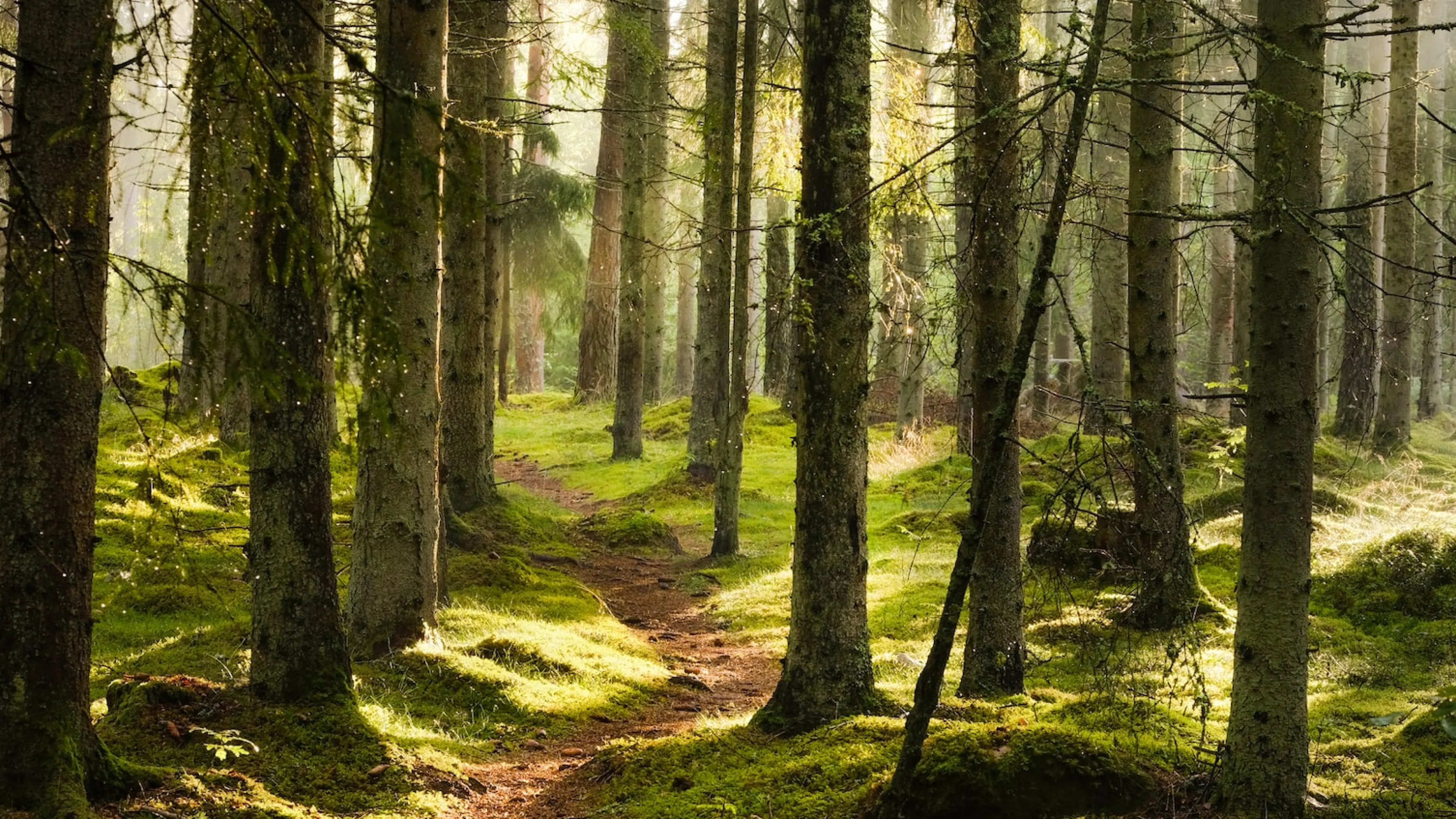 Nature 