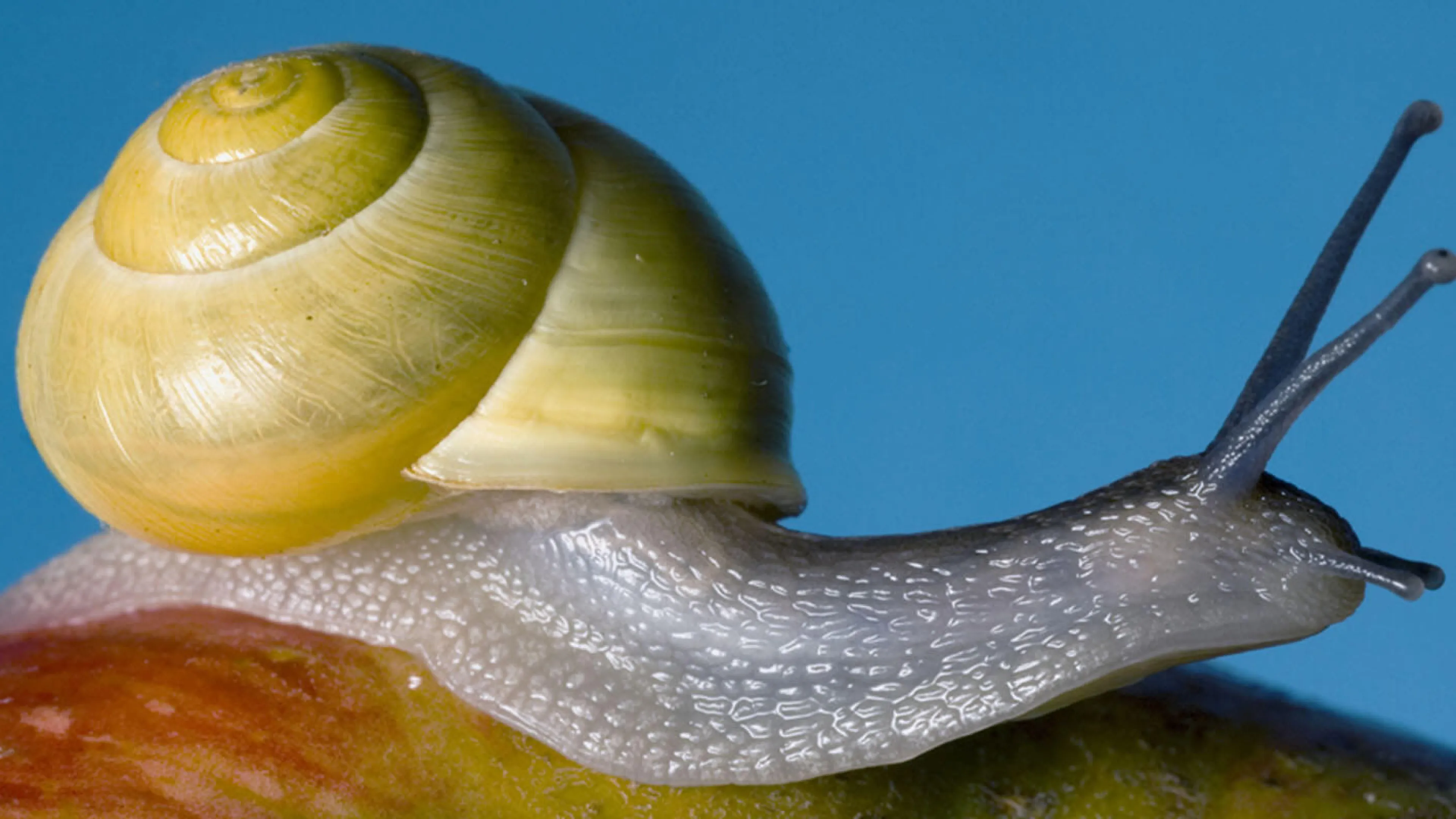 Visuel Pomme escargot 2
