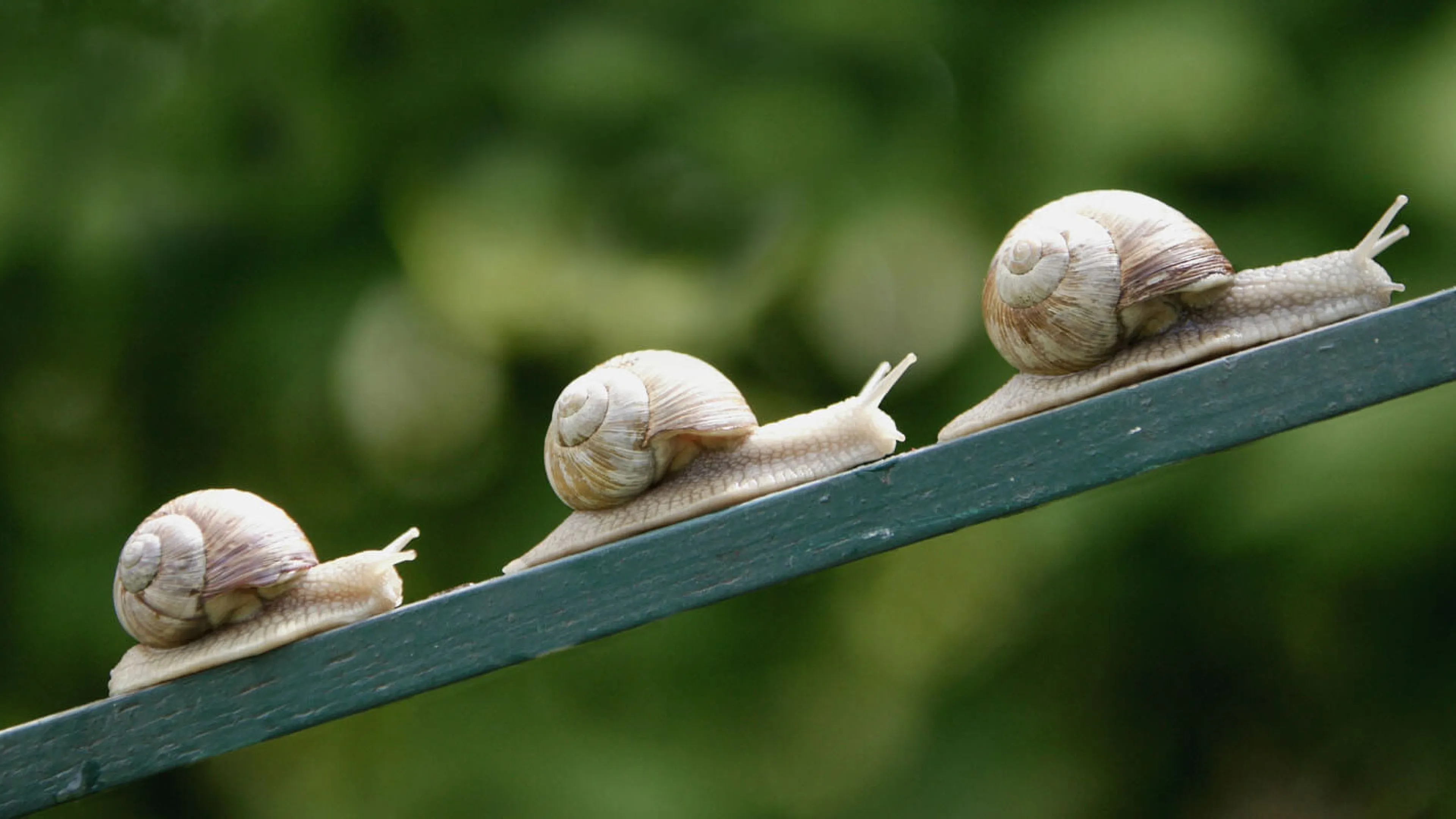 Visuel escargots