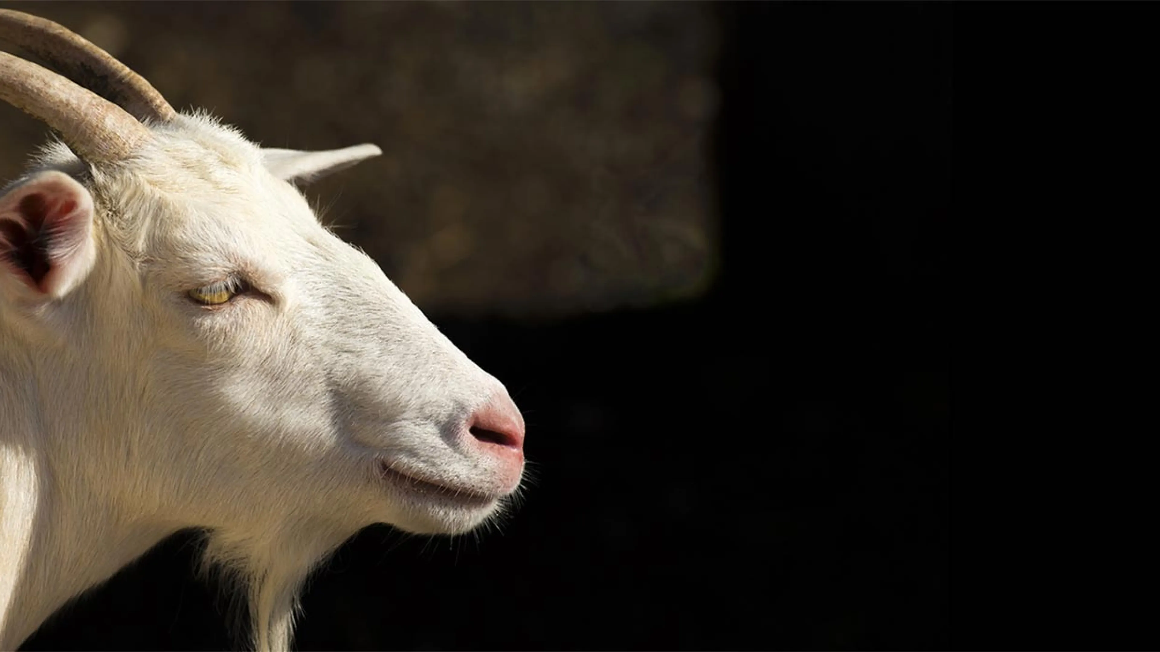 Bouc
