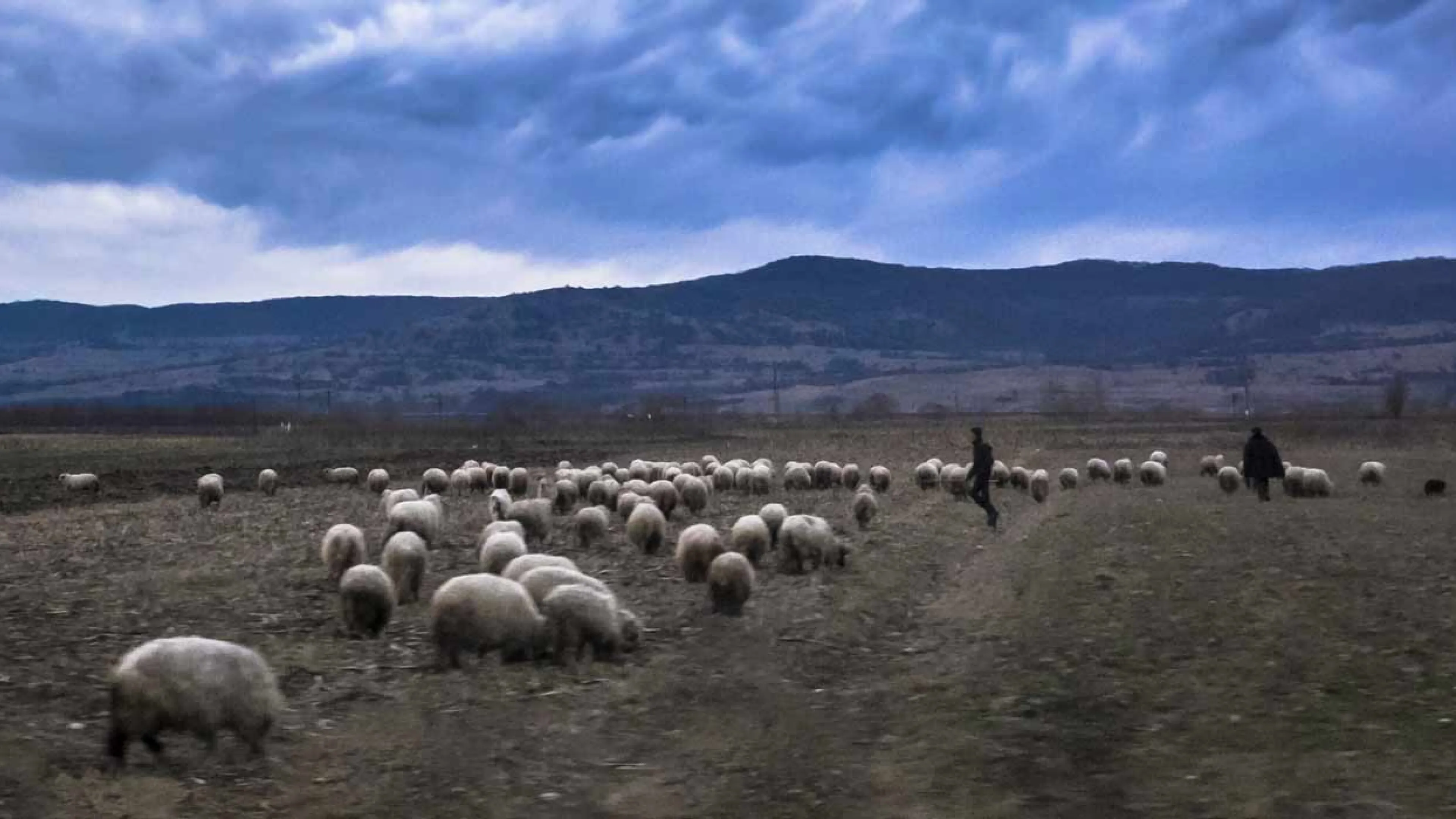 troupeau de moutons
