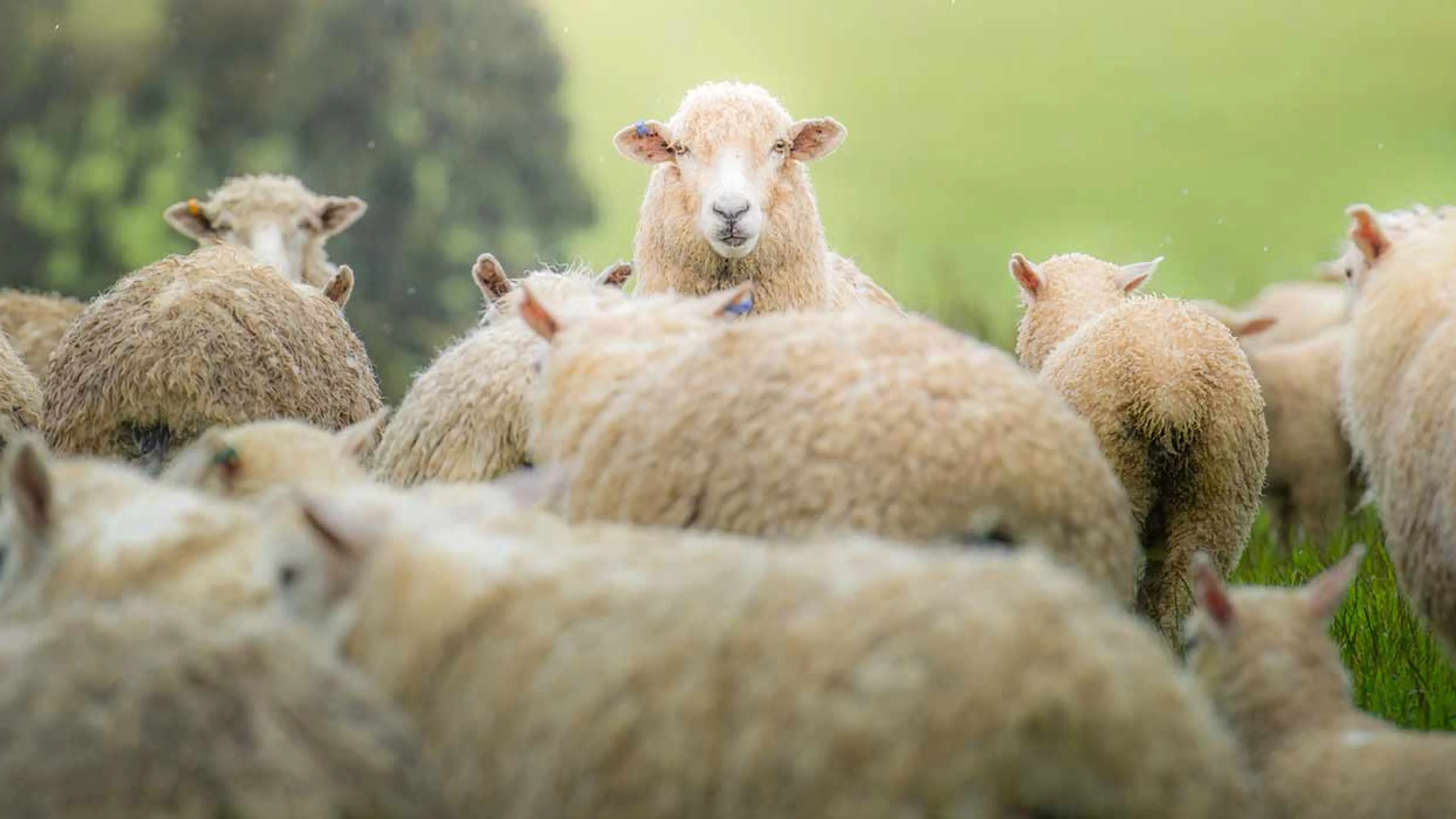 Photo : Getty 2022 Troupeau de moutons